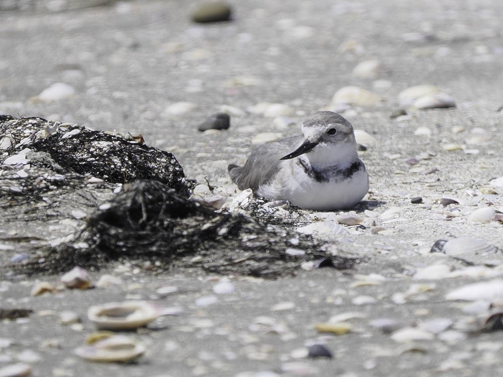 Wrybill - ML645433170