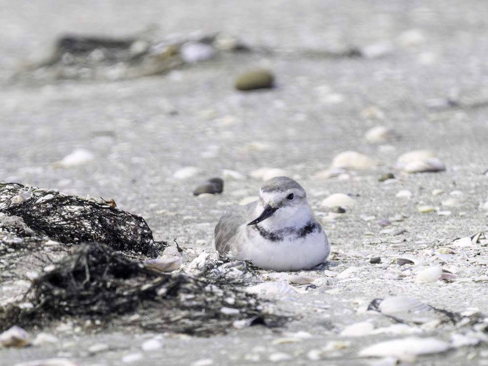 Wrybill - ML645433171