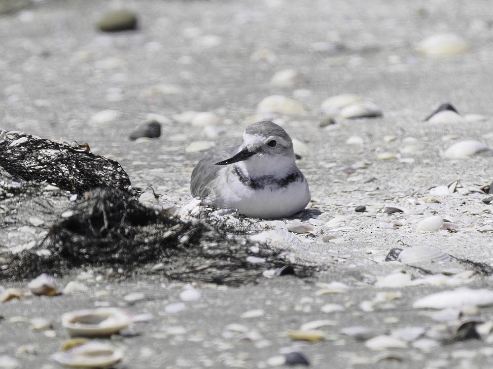 Wrybill - ML645433172