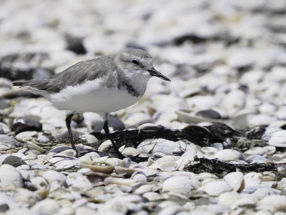 Wrybill - ML645433173