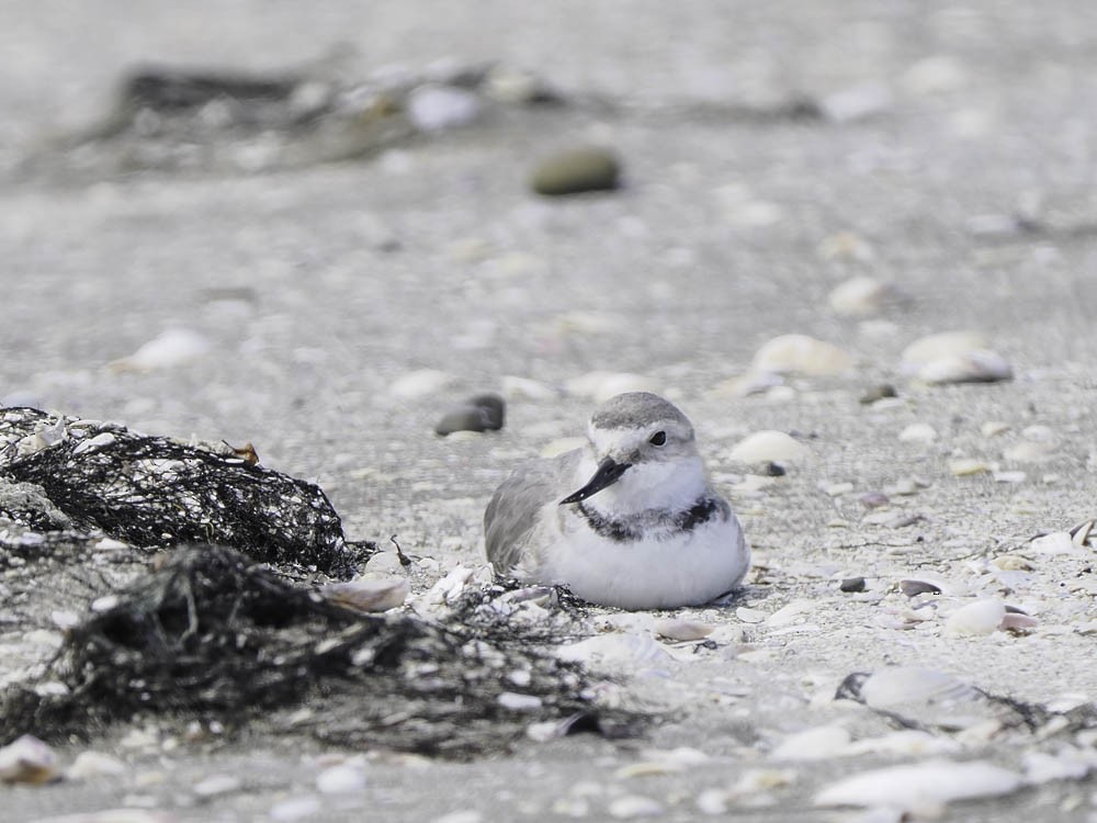 Wrybill - ML645433174