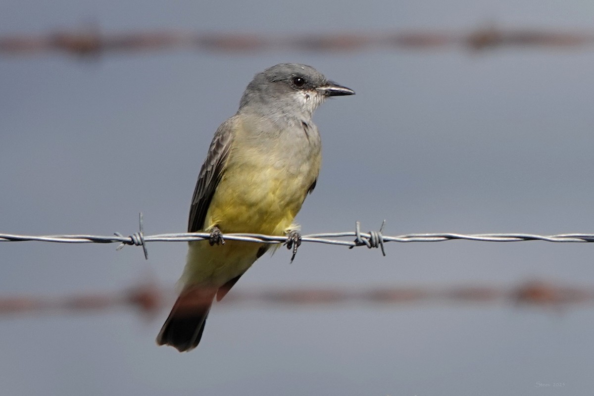 ハシボソタイランチョウ - ML645433178