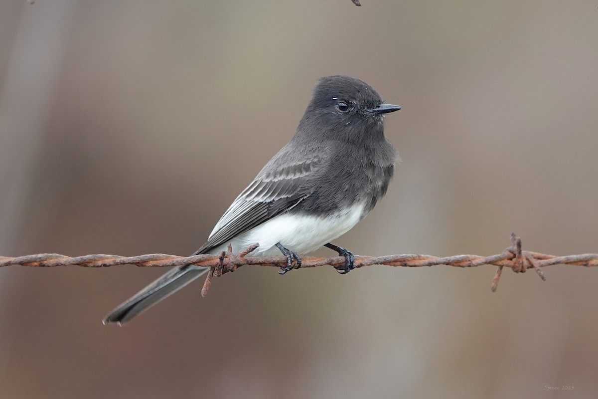 Black Phoebe - ML645433188