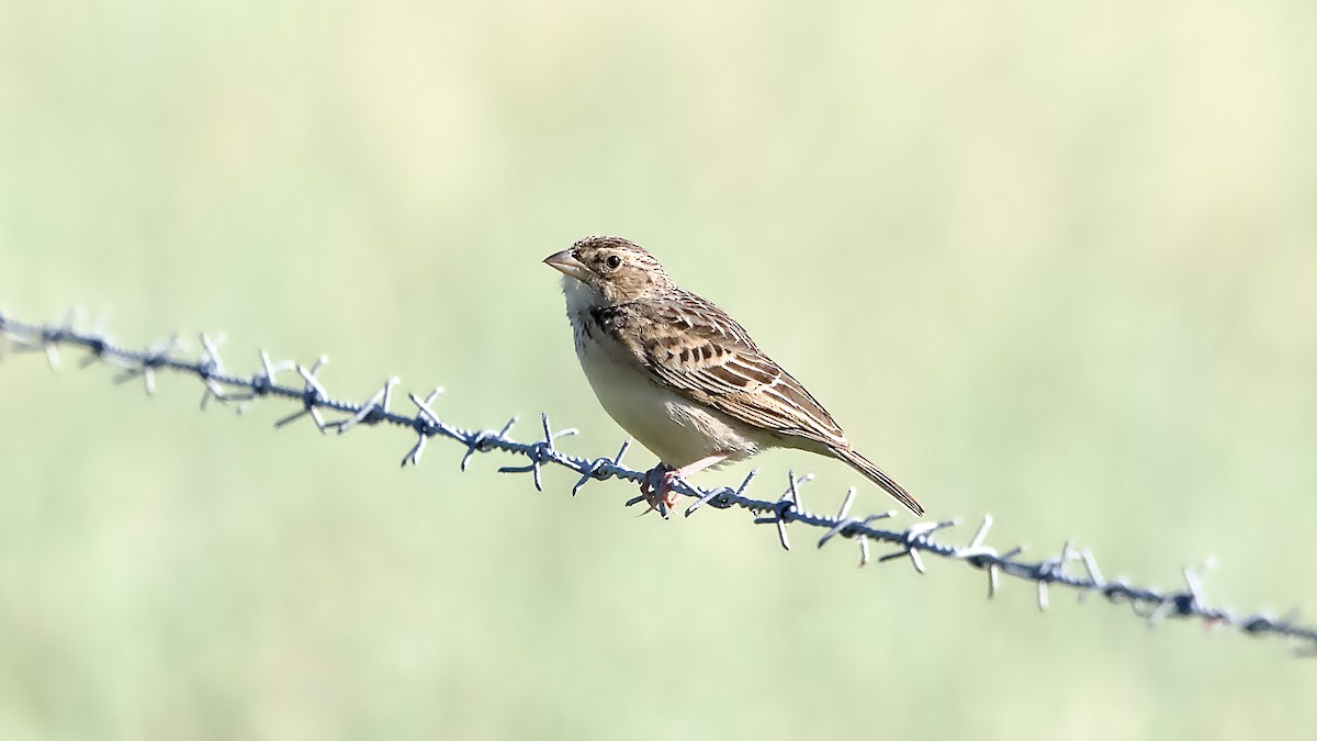 Singing Bushlark - ML645433194