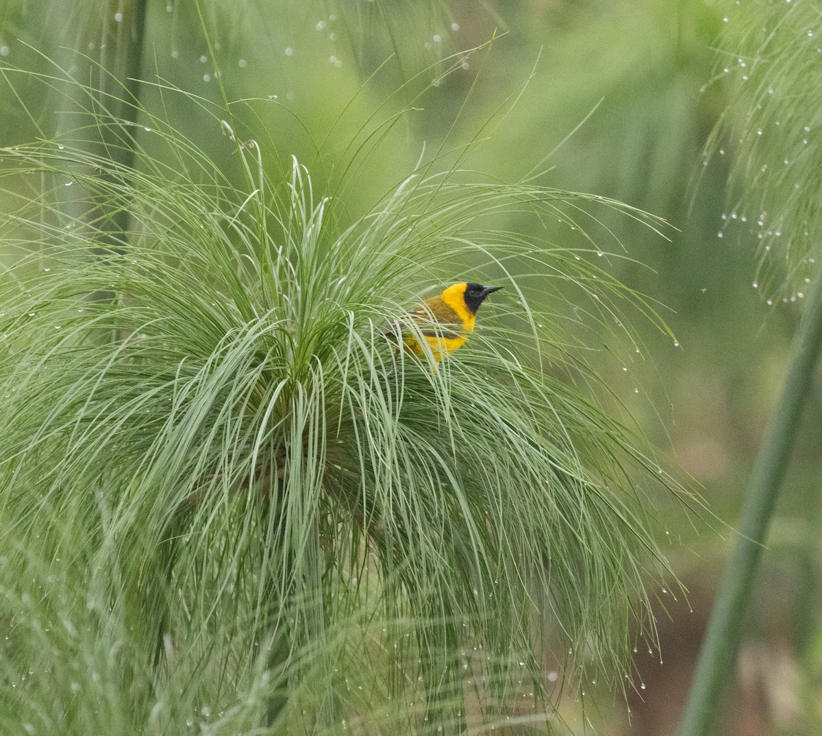 Slender-billed Weaver - ML645433198