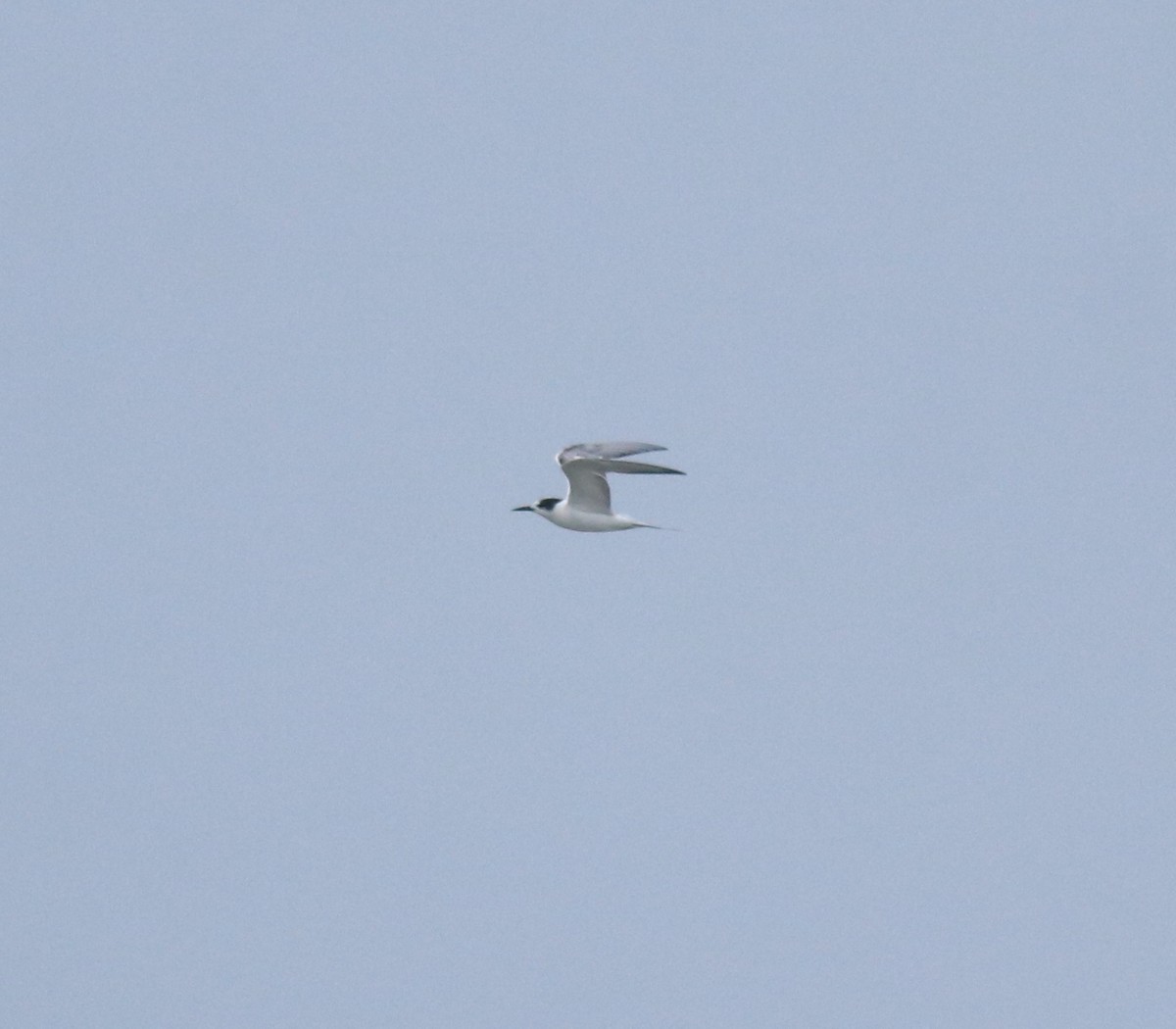 燕鷗 - ML645433208