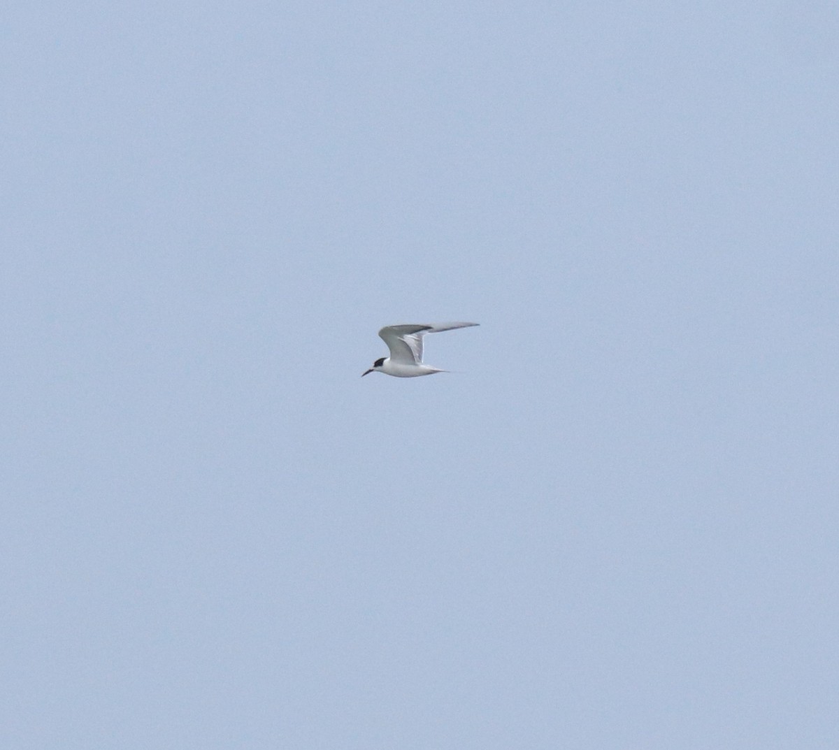 燕鷗 - ML645433210