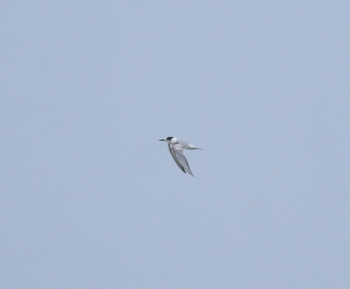 燕鷗 - ML645433213