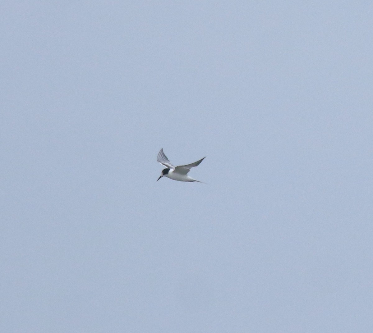 燕鷗 - ML645433215