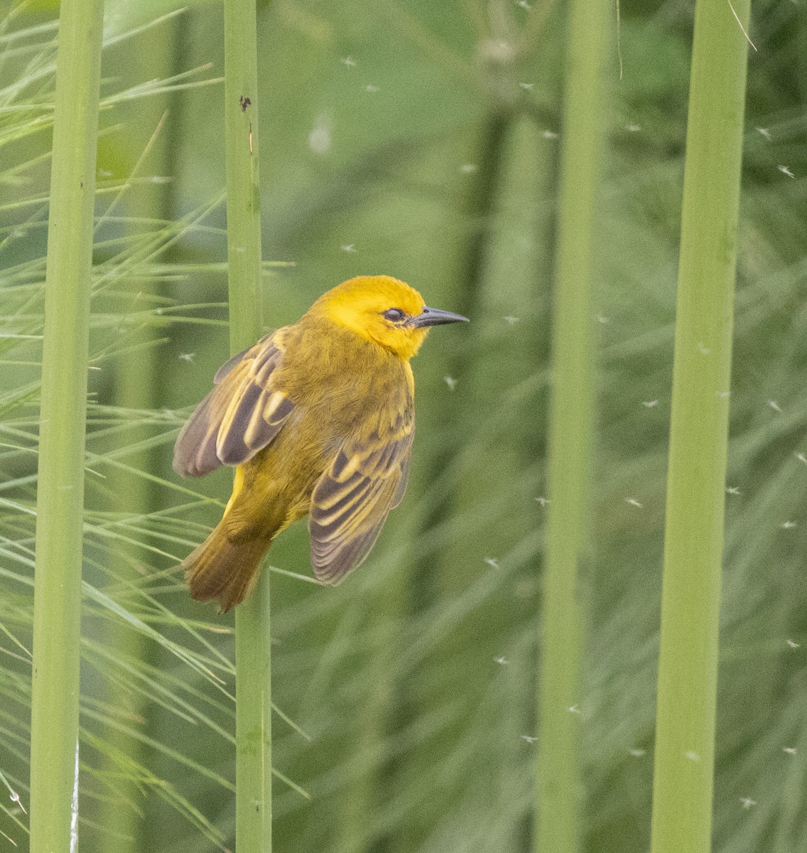 Slender-billed Weaver - ML645433216