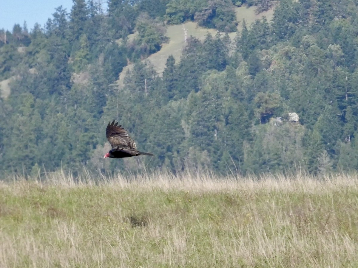 Turkey Vulture - ML645433241