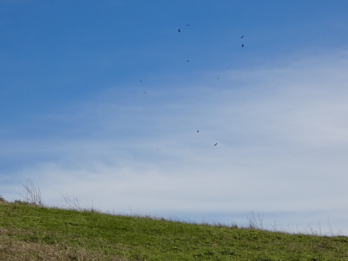 Turkey Vulture - ML645433242