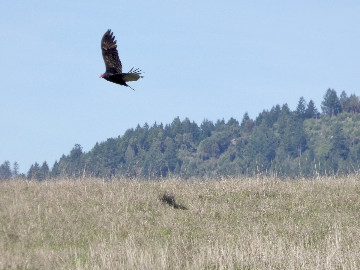 Turkey Vulture - ML645433243