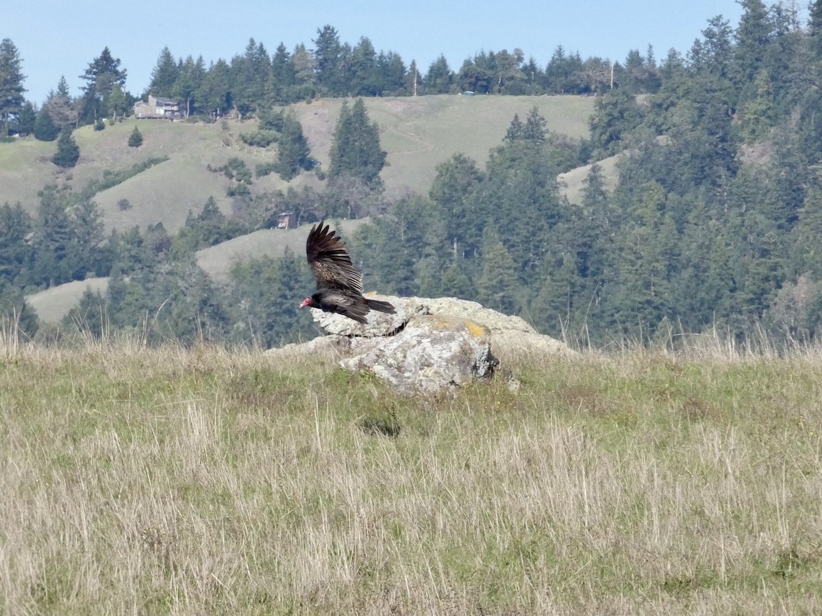 Turkey Vulture - ML645433244
