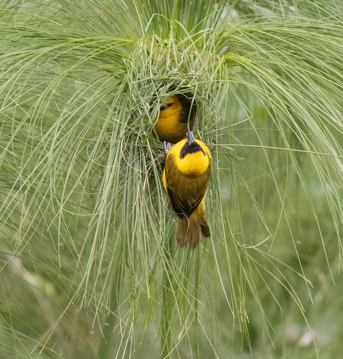 Slender-billed Weaver - ML645433251