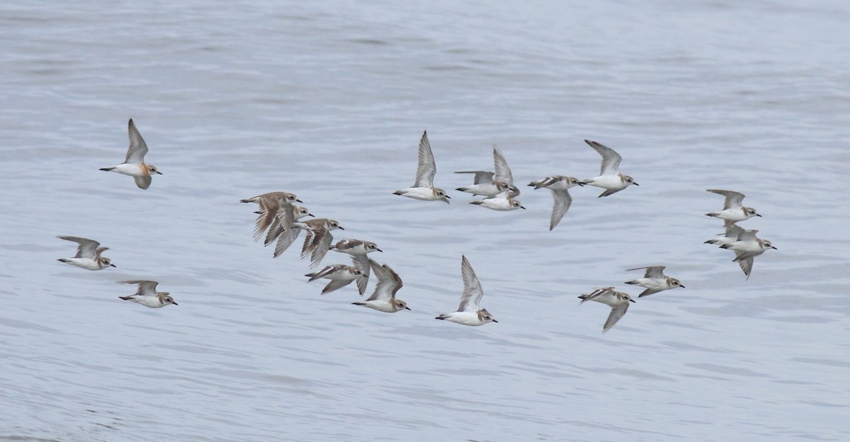 Tibet Cılıbıtı - ML645433252
