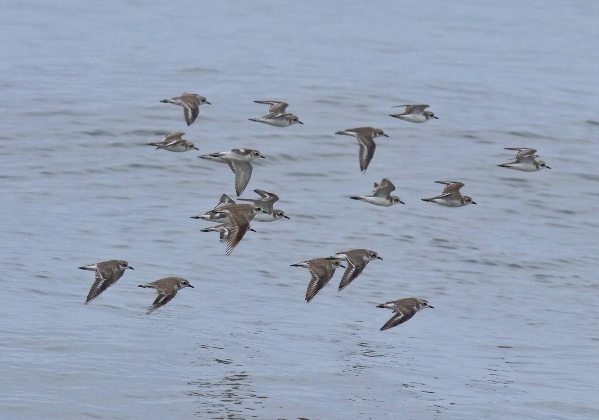 Tibet Cılıbıtı - ML645433253