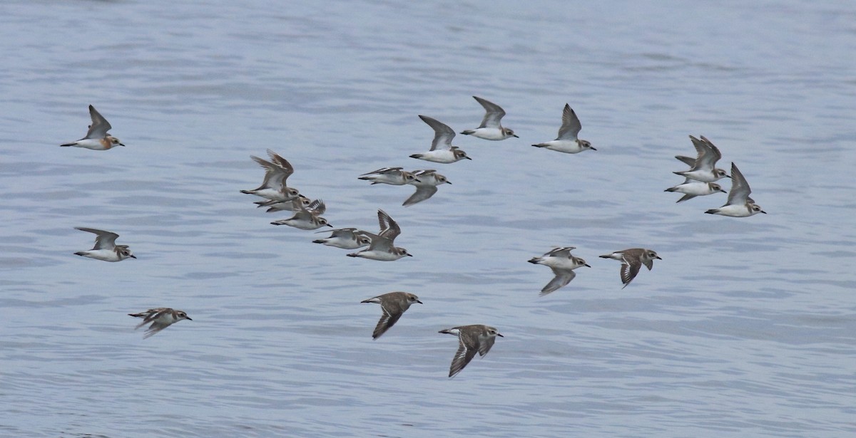 Chorlitejo Tibetano - ML645433254