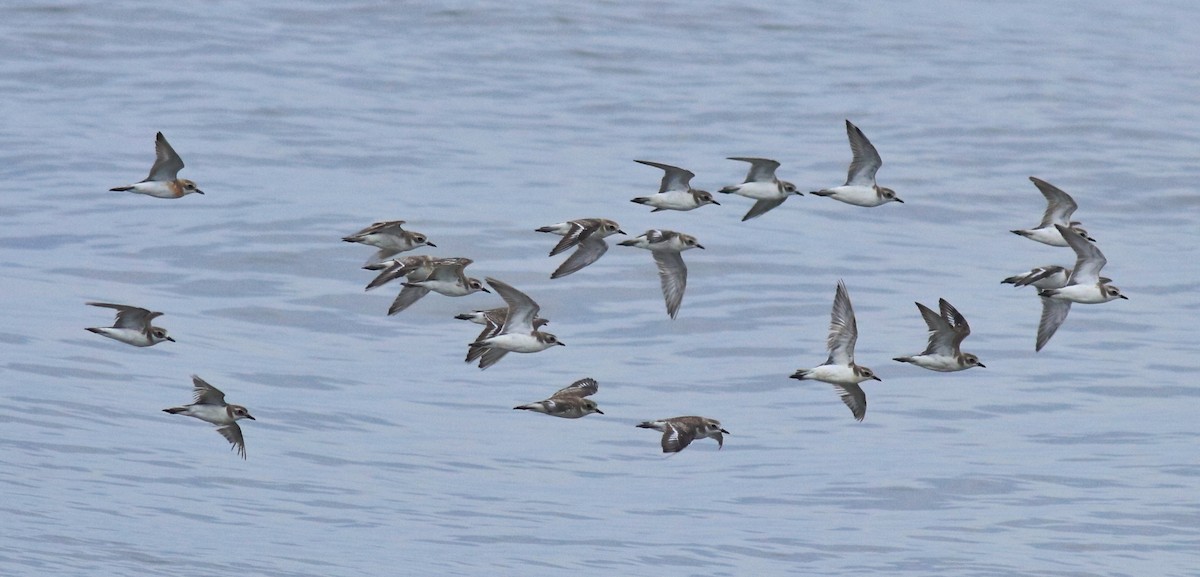 Chorlitejo Tibetano - ML645433255