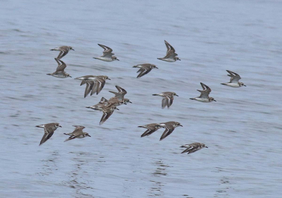 Chorlitejo Tibetano - ML645433256