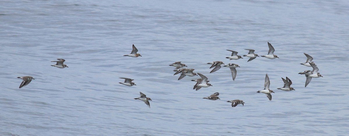 Chorlitejo Tibetano - ML645433257