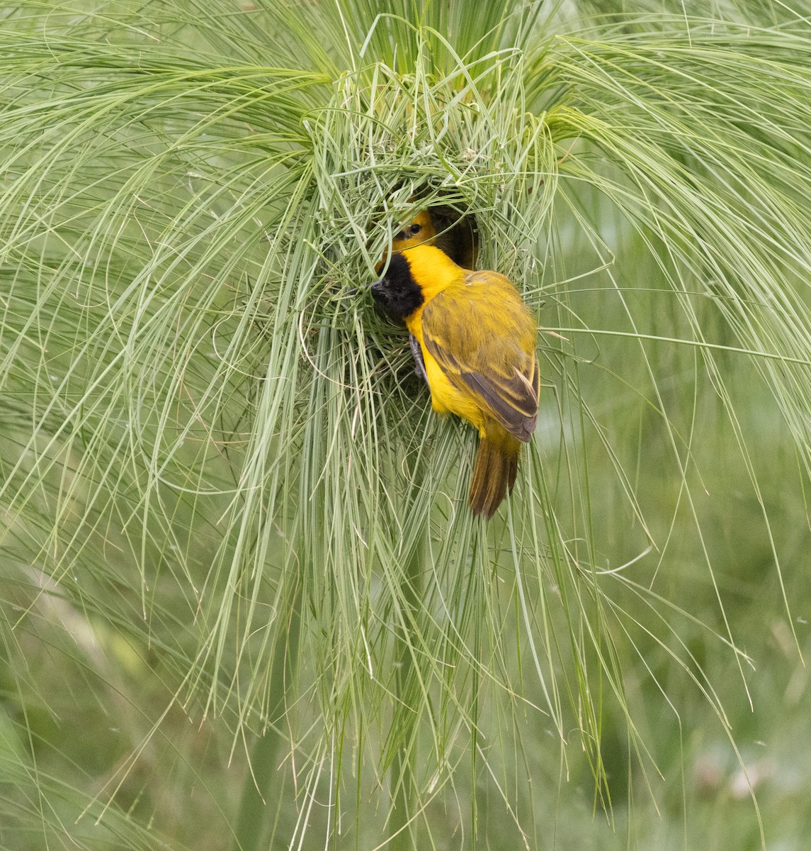 Slender-billed Weaver - ML645433258