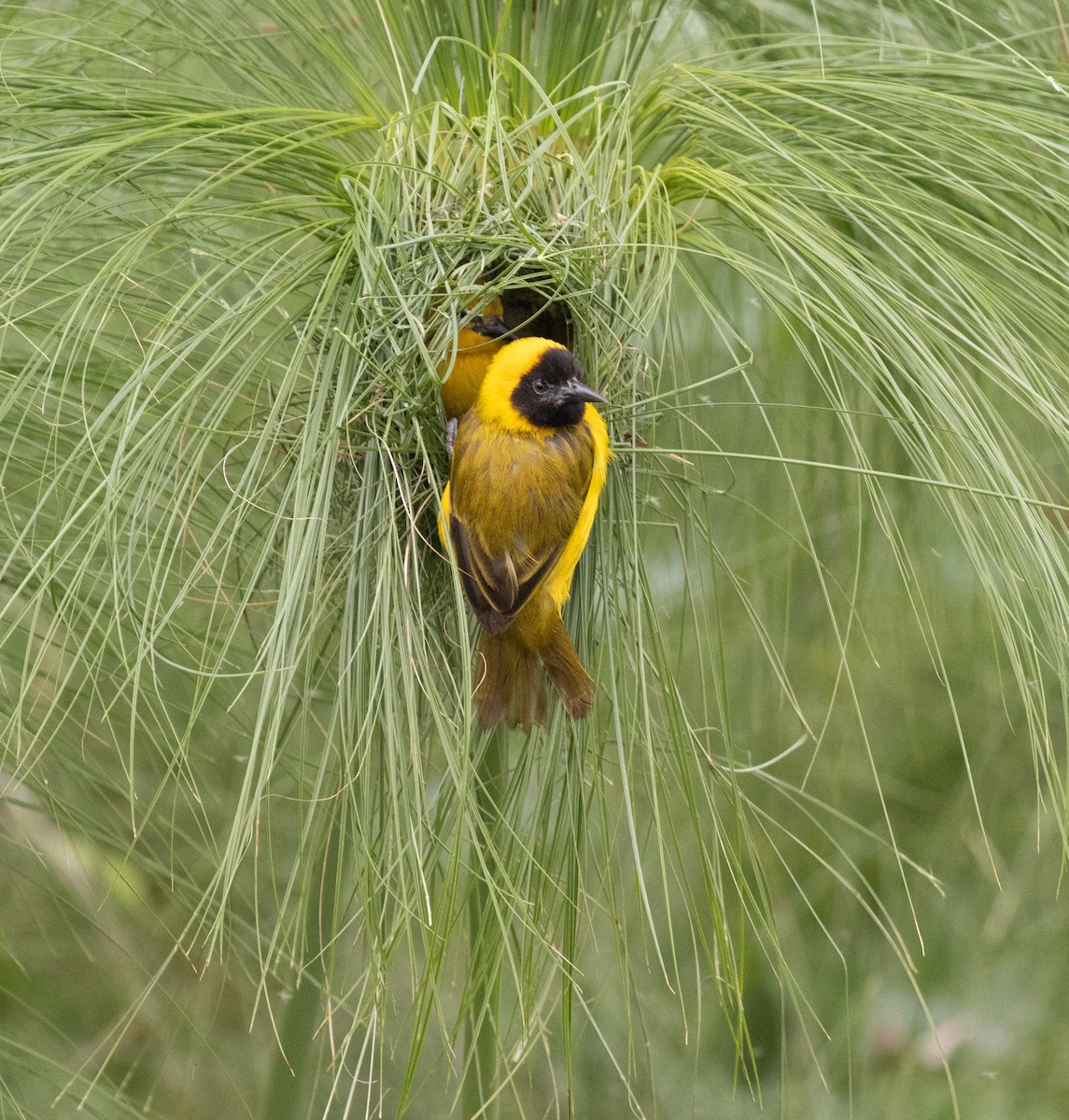 Slender-billed Weaver - ML645433259