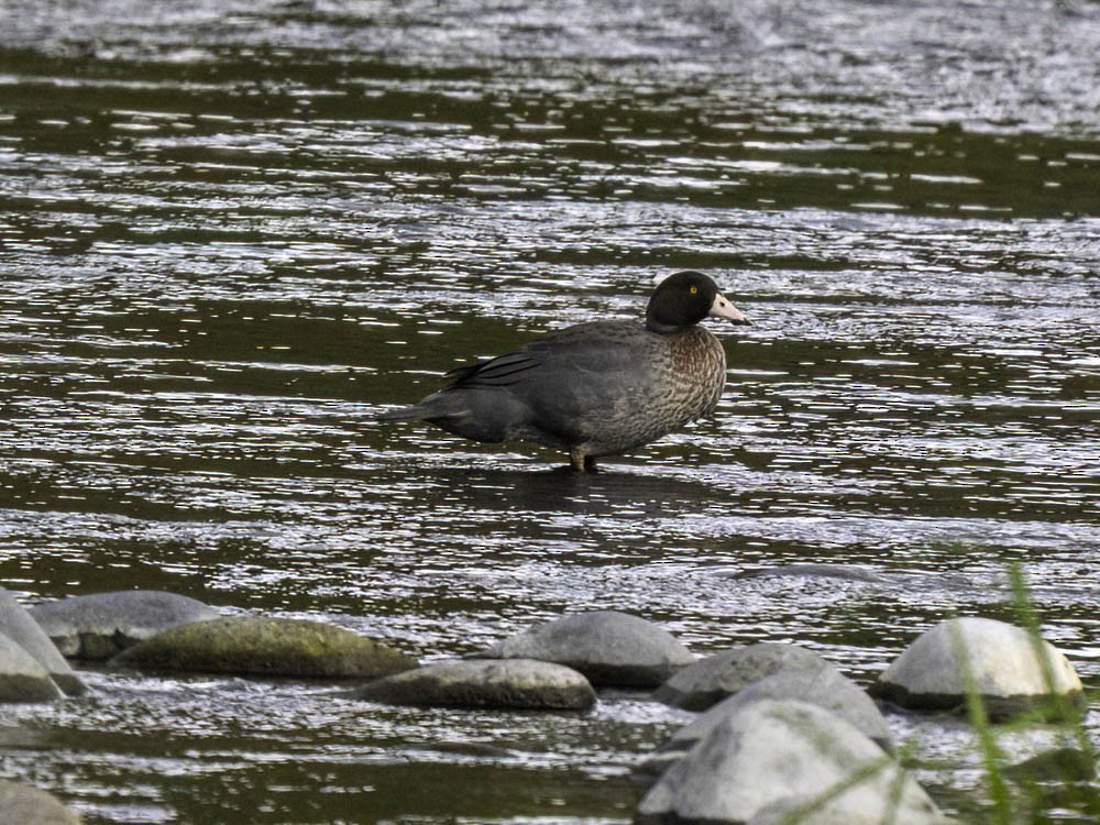 Pato Azul - ML645433260