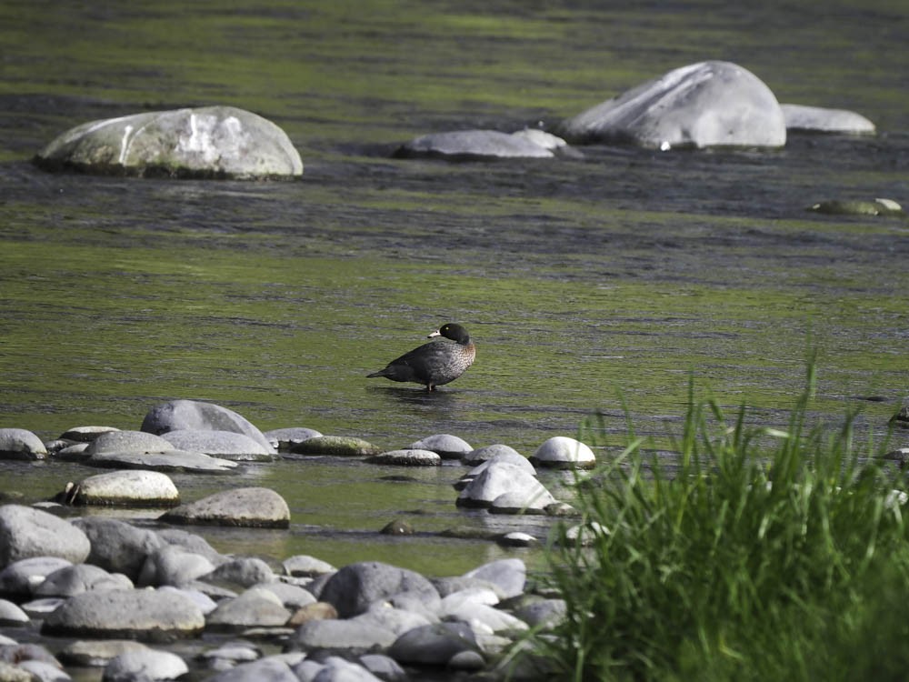 Blue Duck - ML645433261