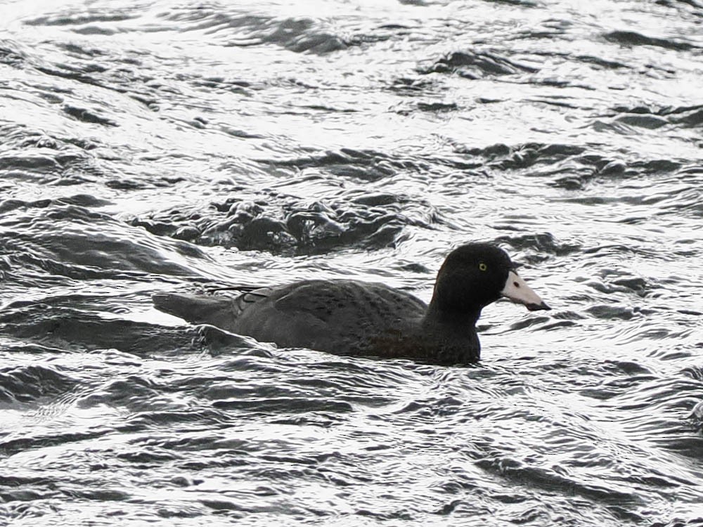 Pato Azul - ML645433262