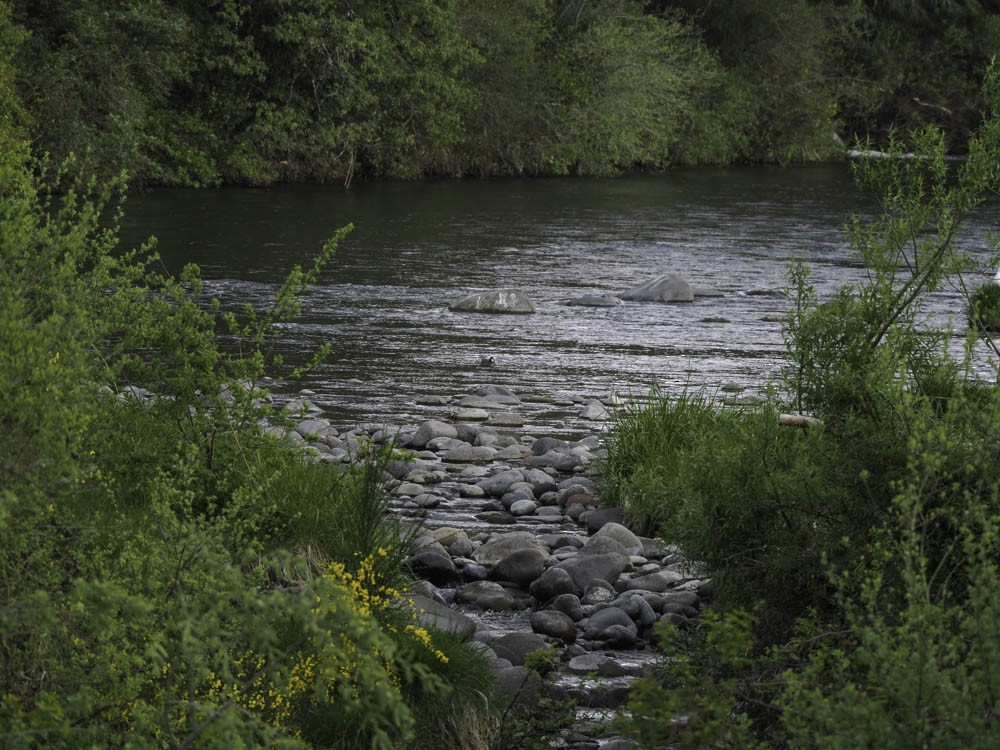 Blue Duck - ML645433263