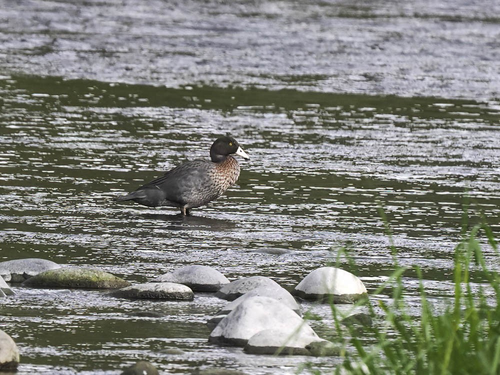 Blue Duck - ML645433264