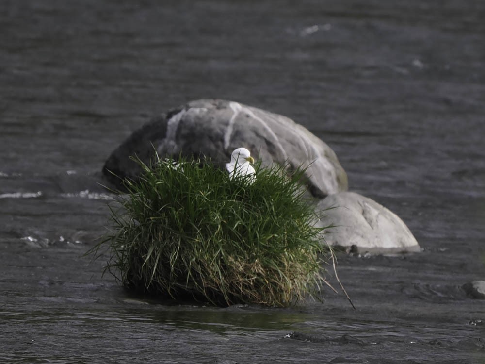 Gaviota Cocinera - ML645433265