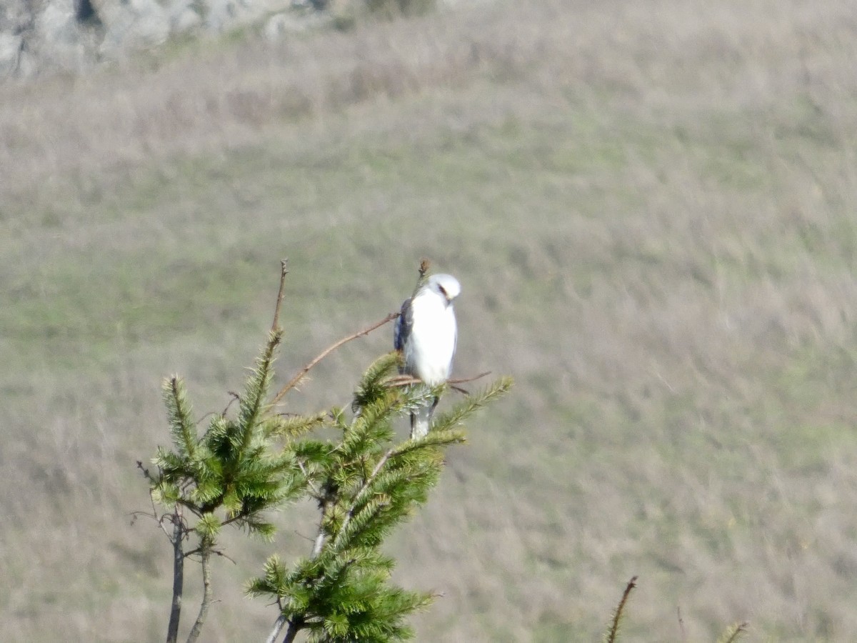 Elanio Maromero - ML645433266