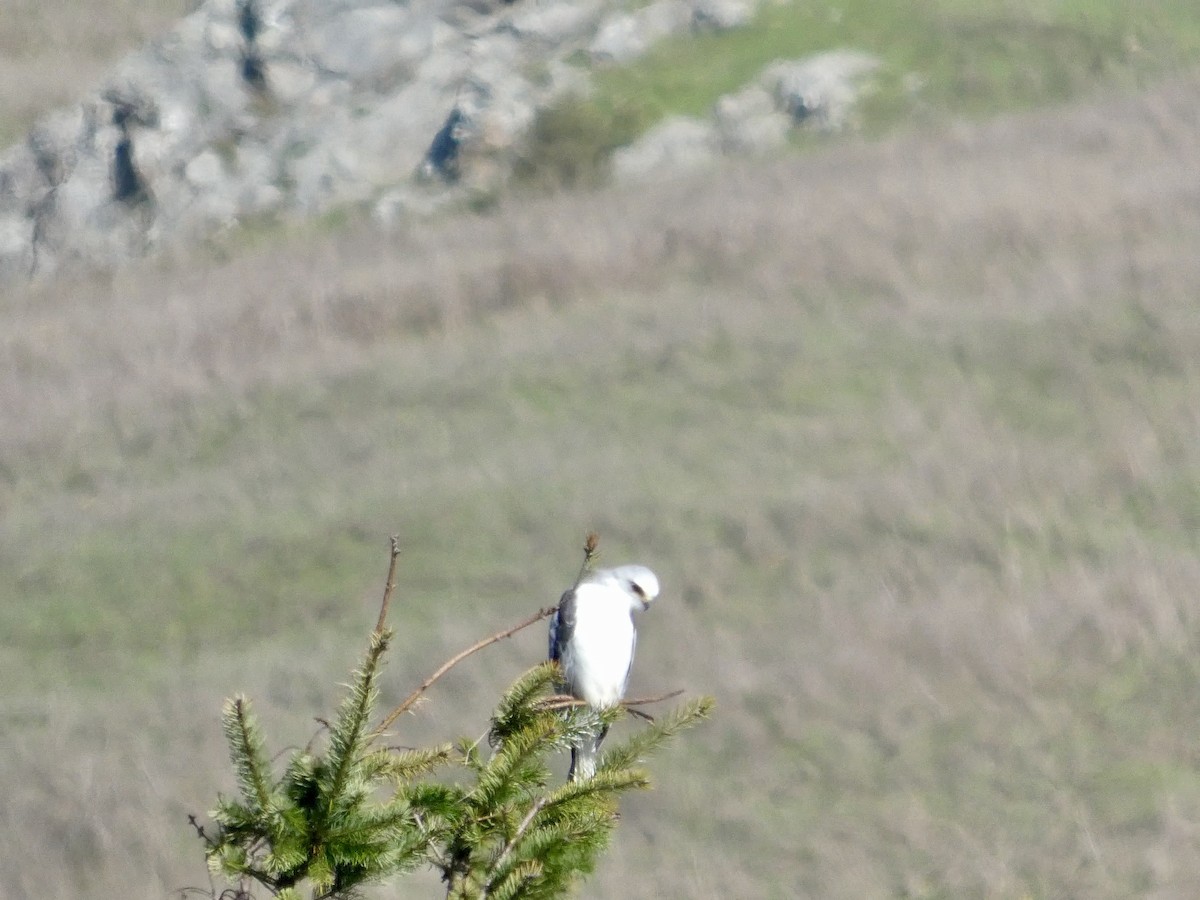 Elanio Maromero - ML645433267