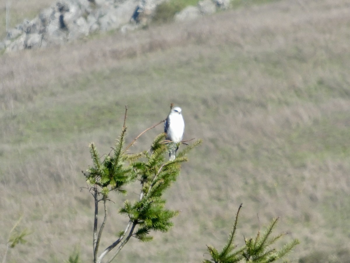 Elanio Maromero - ML645433268