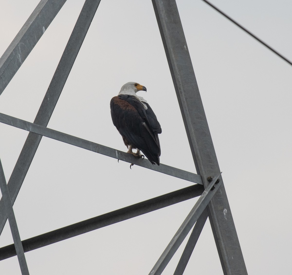 Pigargo Vocinglero - ML645433269