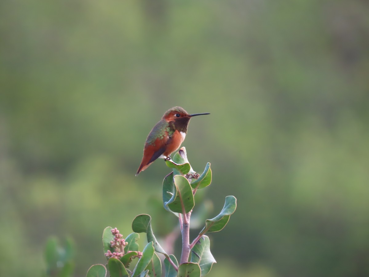 Colibrí de Allen - ML645433270