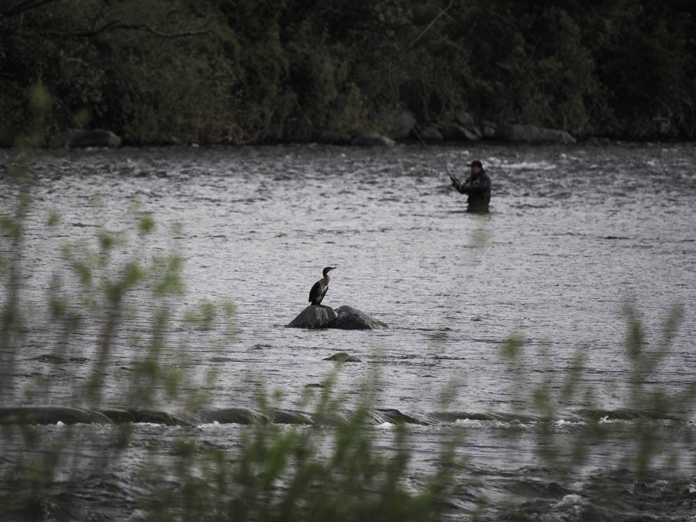 Cormorán Grande (Australiano) - ML645433272
