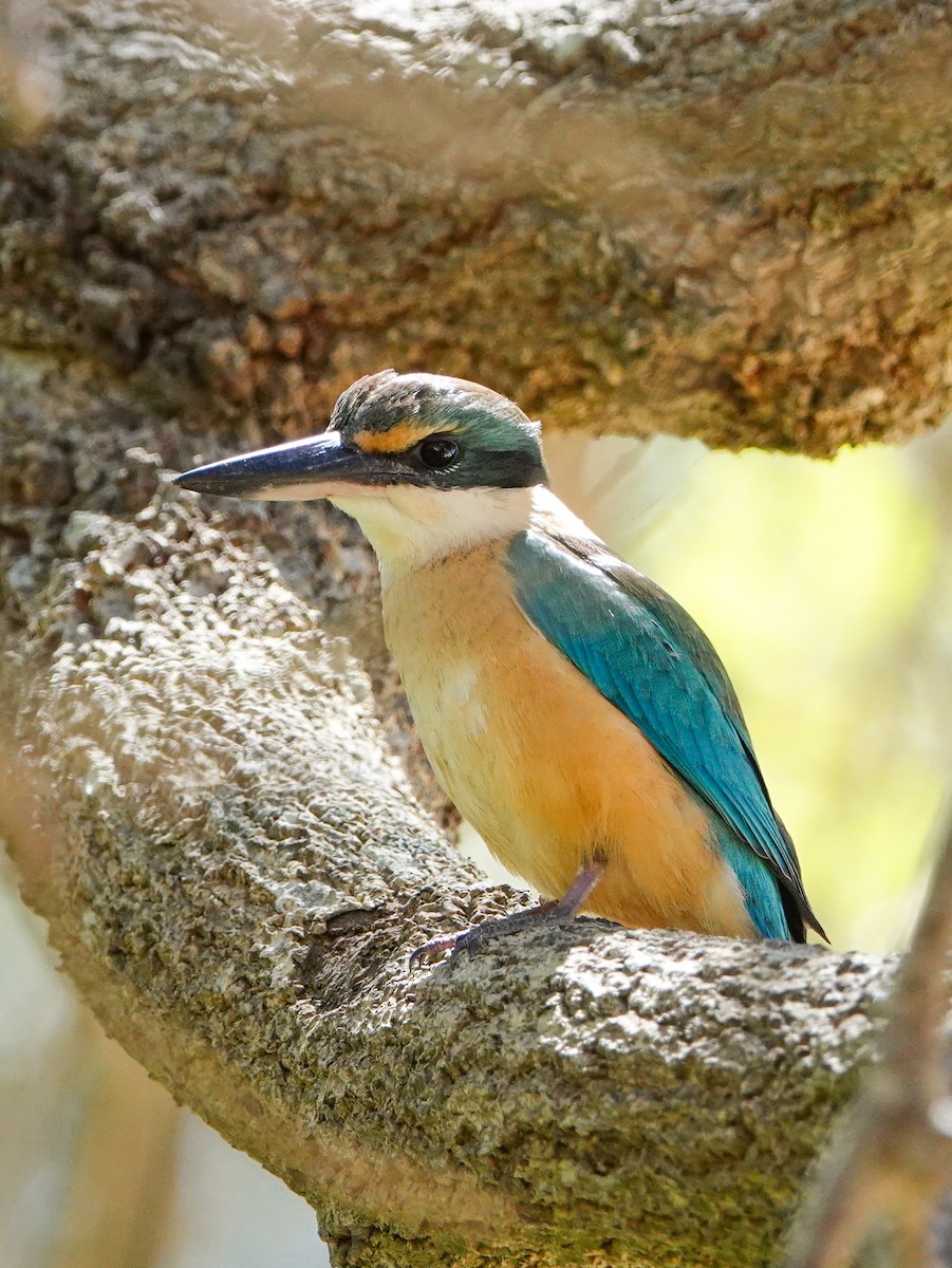 Alción Sagrado - ML645433273