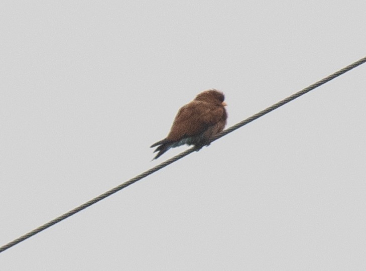 Carraca Picogorda (grupo afer) - ML645433277