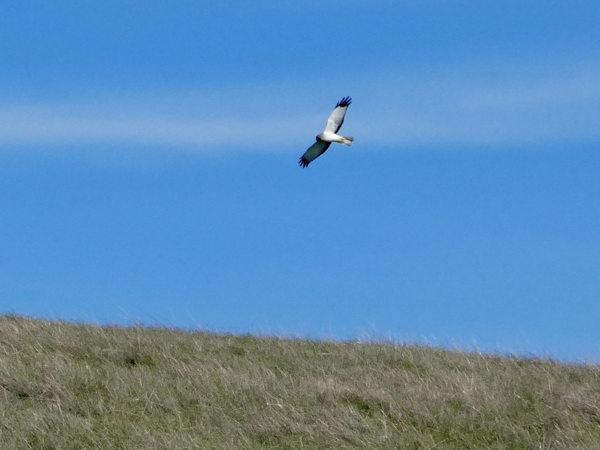 Aguilucho de Hudson - ML645433279