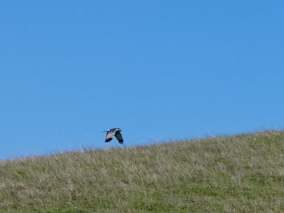 Aguilucho de Hudson - ML645433280