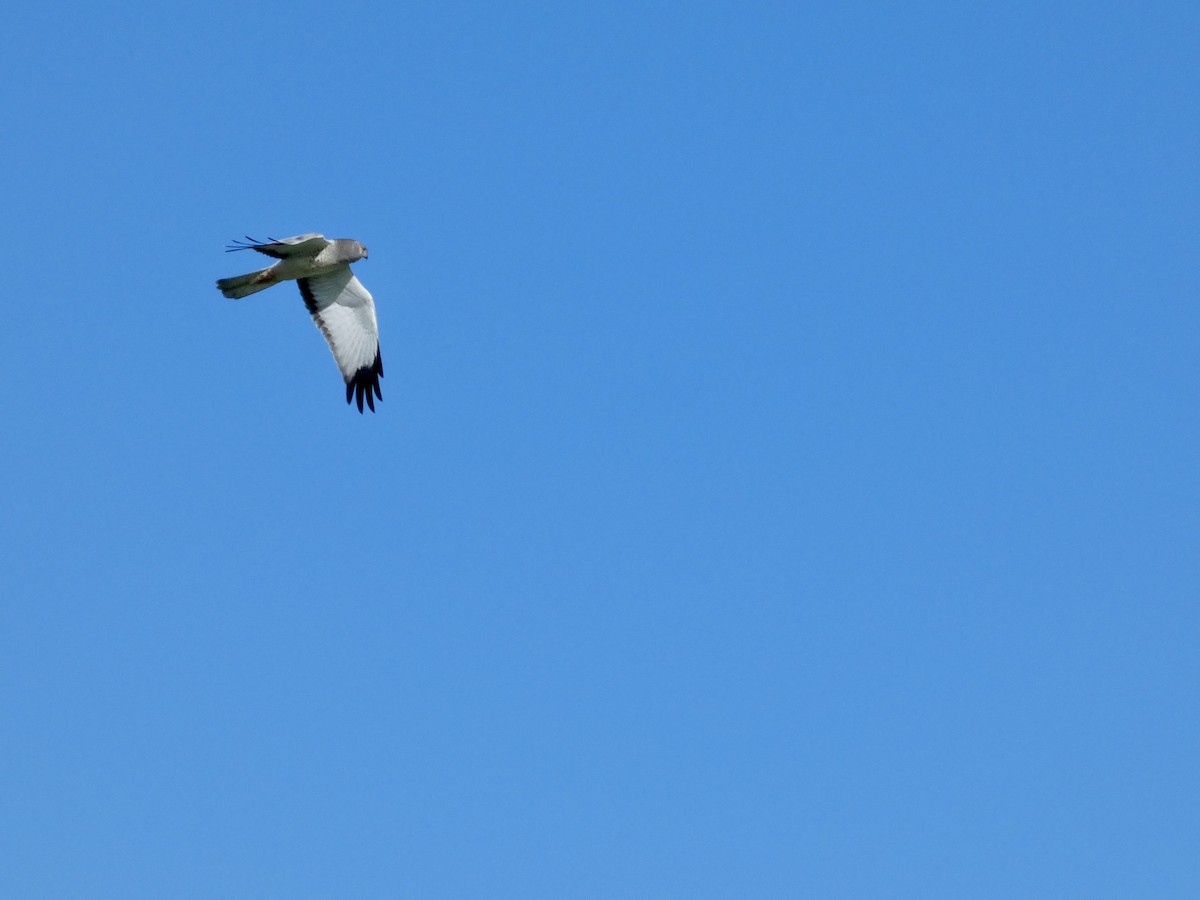 Aguilucho de Hudson - ML645433282