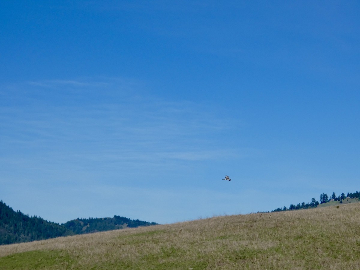 Aguilucho de Hudson - ML645433283