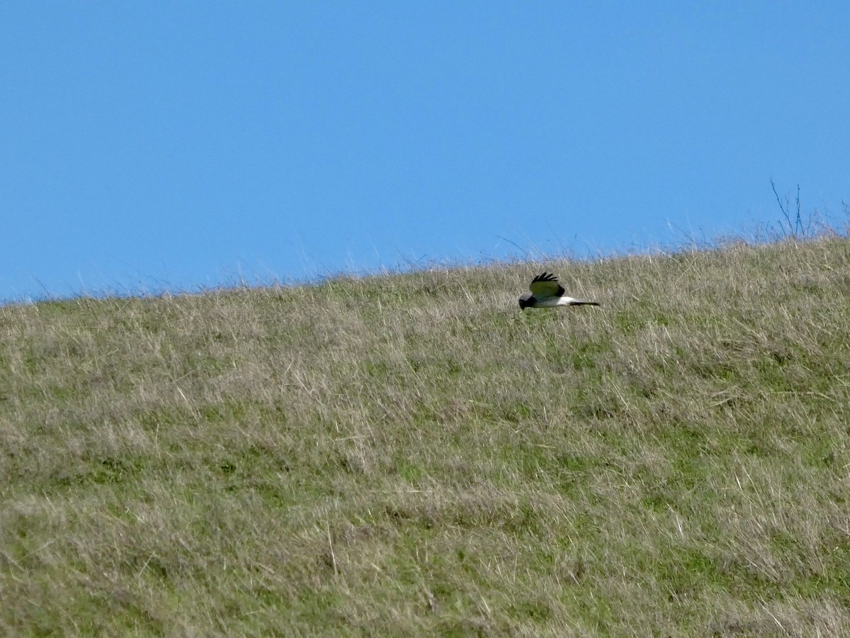 Aguilucho de Hudson - ML645433284