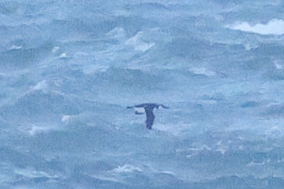 Arao Común - ML645433285