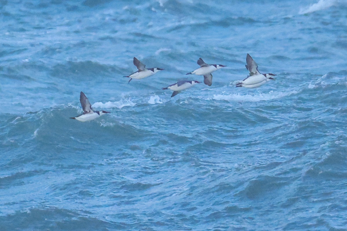 Arao Común - ML645433286