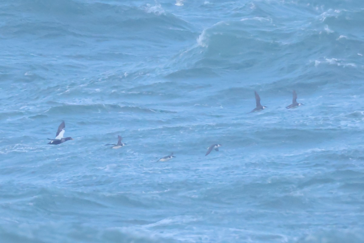 Arao Común - ML645433287