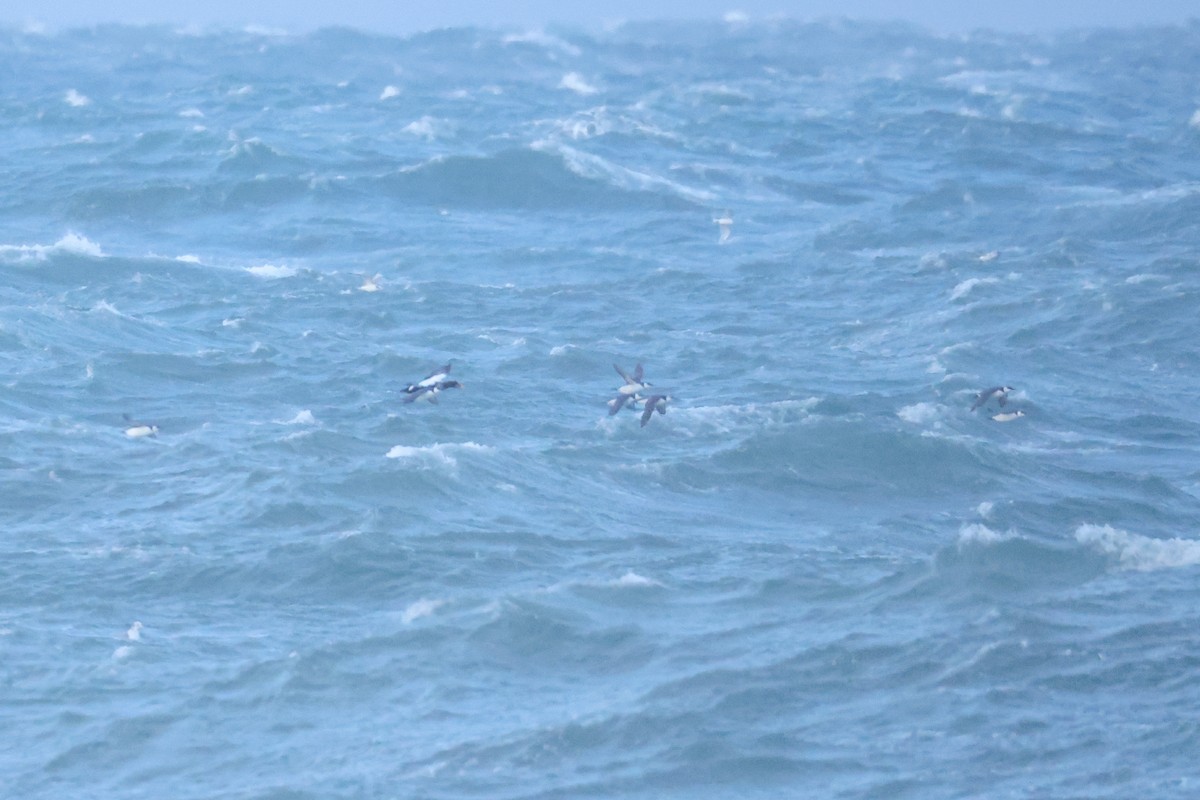 Arao Común - ML645433288